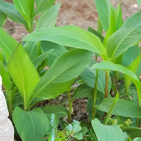 Sunset Apartment Vir