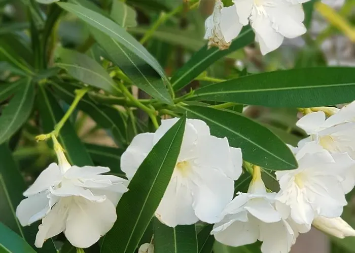 Sunset Апартаменты *